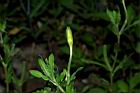 裂葉月見草-花苞05.JPG