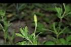 裂葉月見草-花苞06.JPG