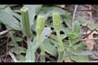 裂葉月見草-花苞07.JPG