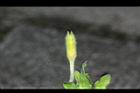 裂葉月見草-花苞08.JPG