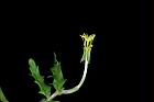 裂葉月見草-花蕊00.JPG