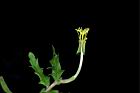 裂葉月見草-花蕊01.JPG