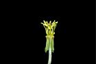 裂葉月見草-花蕊03.JPG
