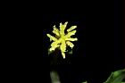 裂葉月見草-花蕊08.JPG