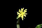 裂葉月見草-花蕊10.JPG