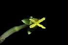 裂葉月見草-花蕊17.JPG