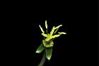 裂葉月見草-花蕊18.JPG