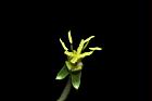 裂葉月見草-花蕊19.JPG