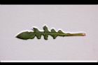 裂葉月見草-葉正1.JPG