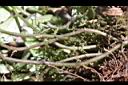 裂葉樓梯草-莖02.JPG