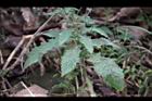裂葉艾納香-葉序4.jpg