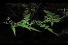 裂葉蔓黃菀-葉01.JPG