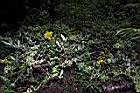 裂葉蔓黃菀05.JPG