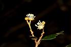 裏白巴豆-雄花01.JPG