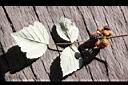 裏白懸鉤子-葉實0.jpg