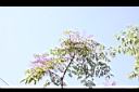 裡白蔥木-實34.jpg
