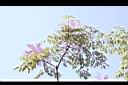 裡白蔥木-實36.jpg