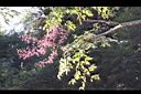 裡白蔥木-實46.jpg