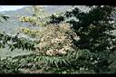 裡白蔥木-花19.jpg