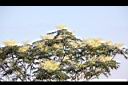 裡白蔥木-花23.JPG
