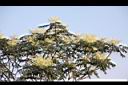 裡白蔥木-花26.JPG