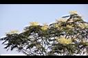 裡白蔥木-花27.JPG
