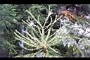 裡白蔥木-花28.JPG