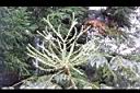 裡白蔥木-花29.JPG