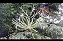 裡白蔥木-花30.JPG