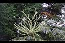 裡白蔥木-花31.JPG