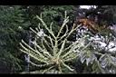 裡白蔥木-花32.JPG