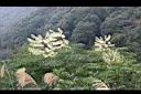 裡白蔥木-花4.jpg