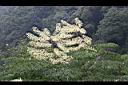 裡白蔥木-花5.jpg