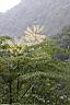 裡白蔥木-花6.jpg