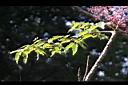 裡白蔥木-葉05.jpg