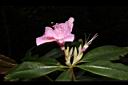 西施花-花02.JPG