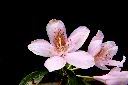 西施花-花05.JPG