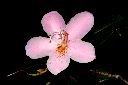 西施花-花06.JPG