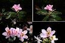 西施花-花1.jpg