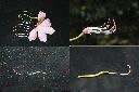西施花-花2.jpg