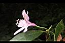 西施花-花側01.JPG
