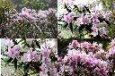 西施花1.jpg