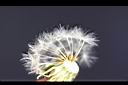 西洋蒲公英-種子03.jpg