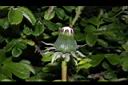 西洋蒲公英-花苞00.JPG