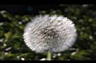 西洋蒲公英-實30.JPG
