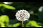 西洋蒲公英-實33.jpg