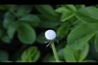 西洋蒲公英-實座01.JPG