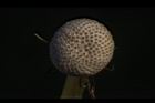 西洋蒲公英-實座10.JPG