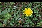 西洋蒲公英-花02.jpg