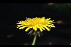 西洋蒲公英-花12.JPG